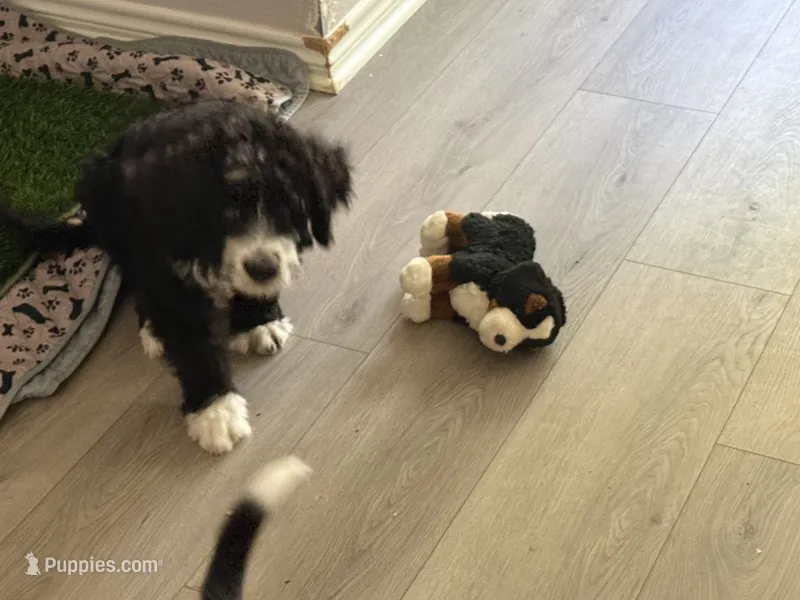 Blue – Bernedoodle puppy for sale in Cypress, TX