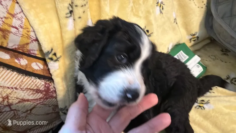 Pink – Bernedoodle puppy for sale in Cypress, TX