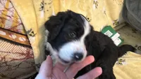 Pink, a female Bernedoodle for sale in Cypress, TX – 1 of 5