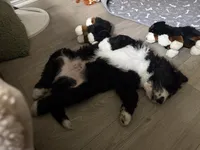 Blue, a male Bernedoodle for sale in Cypress, TX – 3 of 5