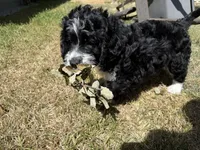 Blue, a male Bernedoodle for sale in Cypress, TX – 4 of 5