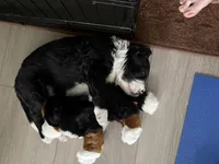 Pink, a female Bernedoodle for sale in Cypress, TX – 4 of 5