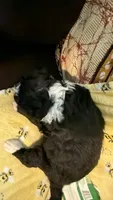 Pink, a female Bernedoodle for sale in Cypress, TX – 2 of 5