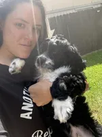 Blue, a male Bernedoodle for sale in Cypress, TX – 2 of 5