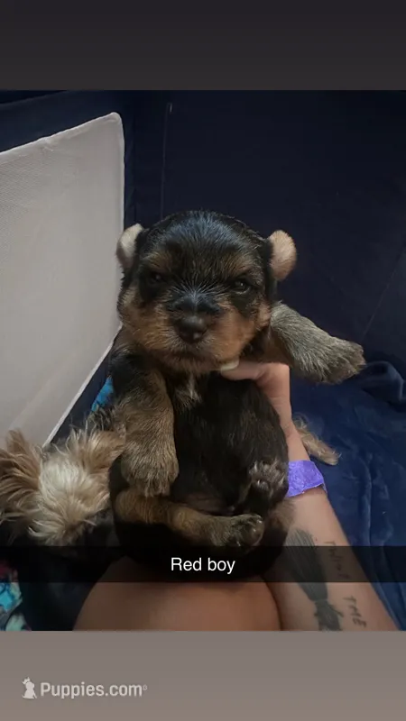 Red collar  – Yorkshire Terrier puppy for sale in Dunn, NC