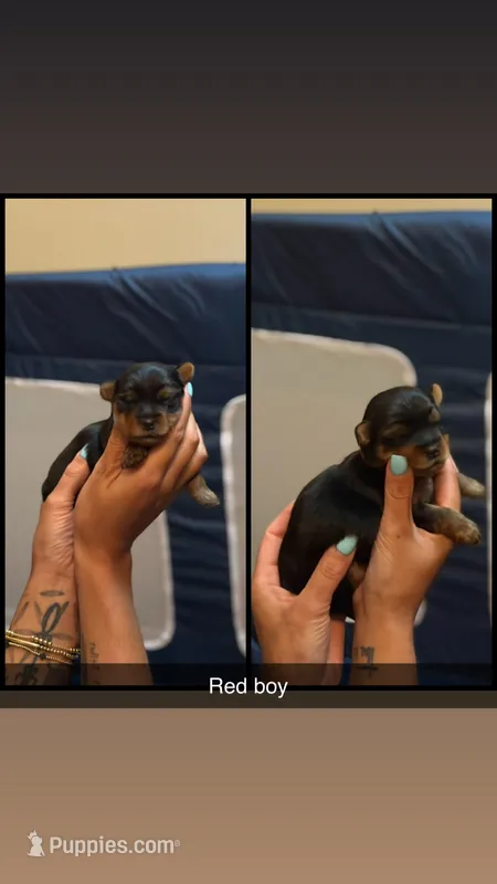 Red collar  – Yorkshire Terrier puppy for sale in Dunn, NC