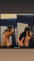Red collar , a male Yorkshire Terrier for sale in Dunn, NC – 1 of 1