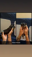 Yellow collar , a female Yorkshire Terrier for sale in Dunn, NC – 1 of 1