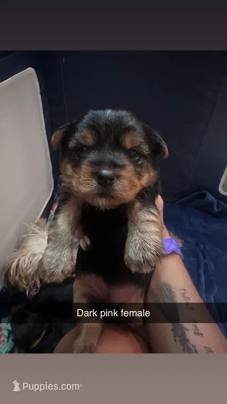 Dark pink collar  – Yorkshire Terrier puppy for sale in Dunn, NC