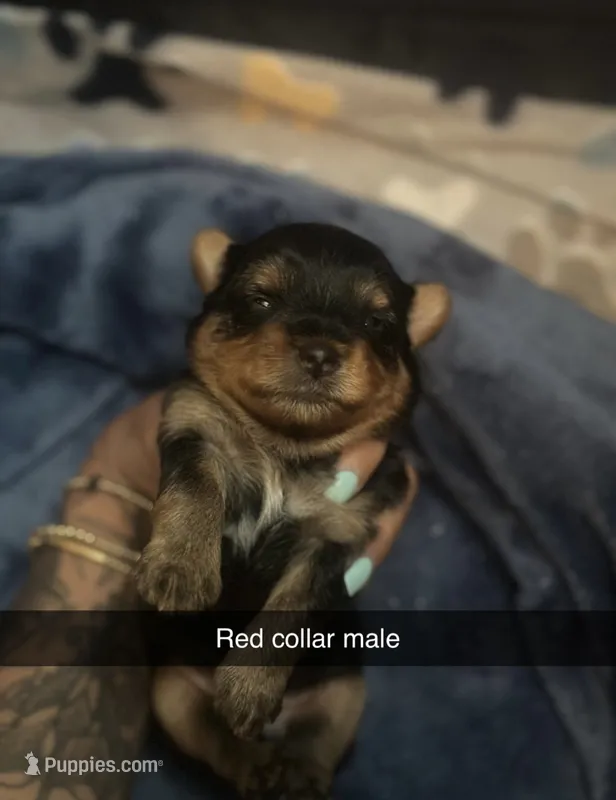 Red collar  – Yorkshire Terrier puppy for sale in Dunn, NC