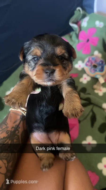 Dark pink collar  – Yorkshire Terrier puppy for sale in Dunn, NC