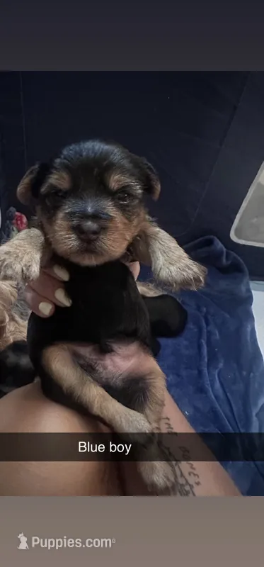 Blue collar  – Yorkshire Terrier puppy for sale in Dunn, NC