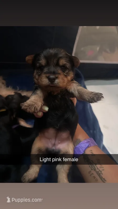 Light pink collar – Yorkshire Terrier puppy for sale in Dunn, NC