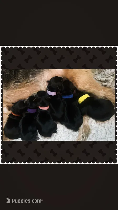 Boy 2 – Yorkshire Terrier puppy for sale in Dunn, NC