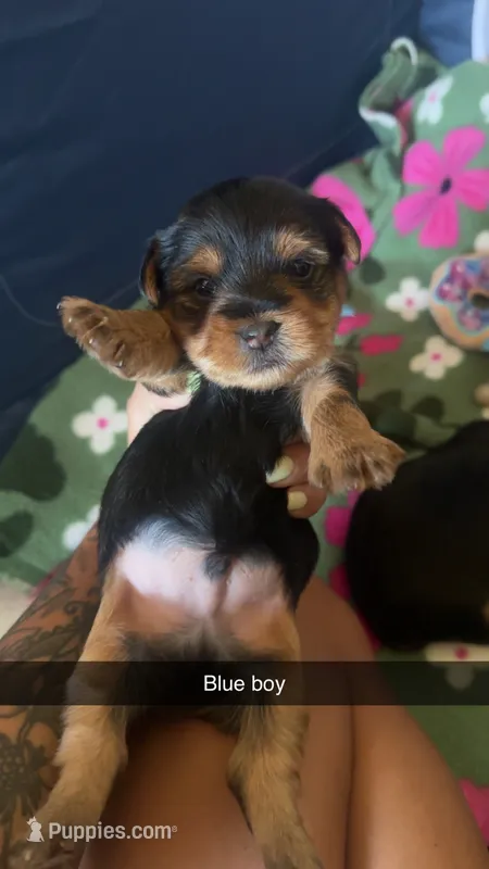 Blue collar  – Yorkshire Terrier puppy for sale in Dunn, NC