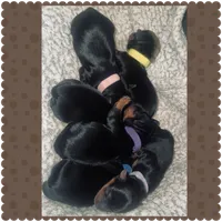 Boy 1 , a male Yorkshire Terrier for sale in Dunn, NC – 2 of 2