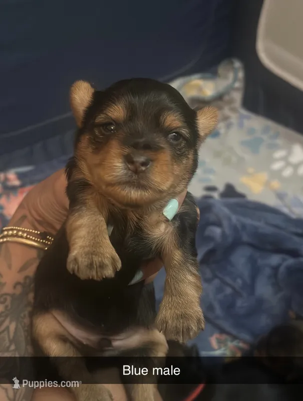 Blue collar  – Yorkshire Terrier puppy for sale in Dunn, NC