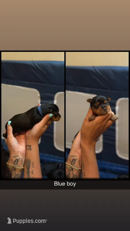 Blue collar  – Yorkshire Terrier puppy for sale in Dunn, NC