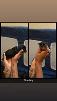 Blue collar , a male Yorkshire Terrier for sale in Dunn, NC – 1 of 1