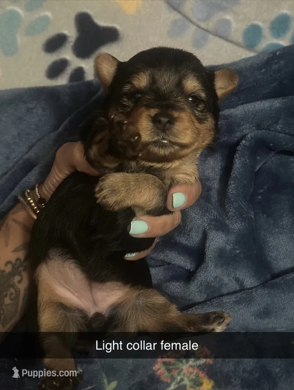 Light pink collar – Yorkshire Terrier puppy for sale in Dunn, NC