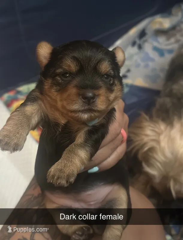 Dark pink collar  – Yorkshire Terrier puppy for sale in Dunn, NC