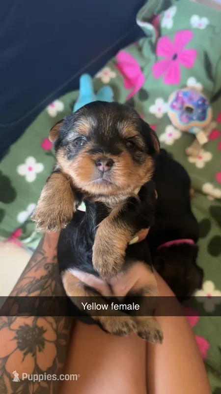 Yellow collar  – Yorkshire Terrier puppy for sale in Dunn, NC