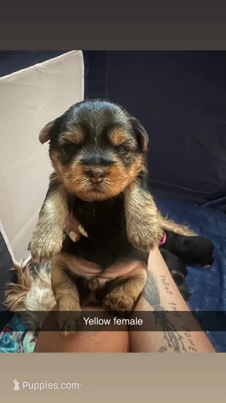Yellow collar  – Yorkshire Terrier puppy for sale in Dunn, NC