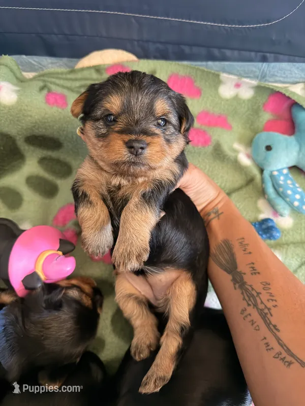 Light pink collar – Yorkshire Terrier puppy for sale in Dunn, NC