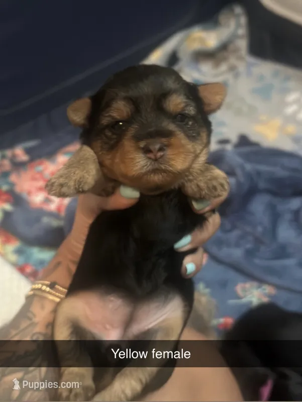 Yellow collar  – Yorkshire Terrier puppy for sale in Dunn, NC
