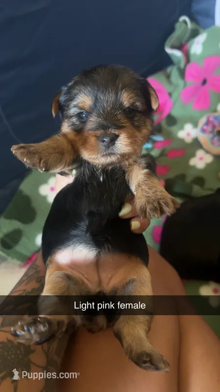 Light pink collar – Yorkshire Terrier puppy for sale in Dunn, NC
