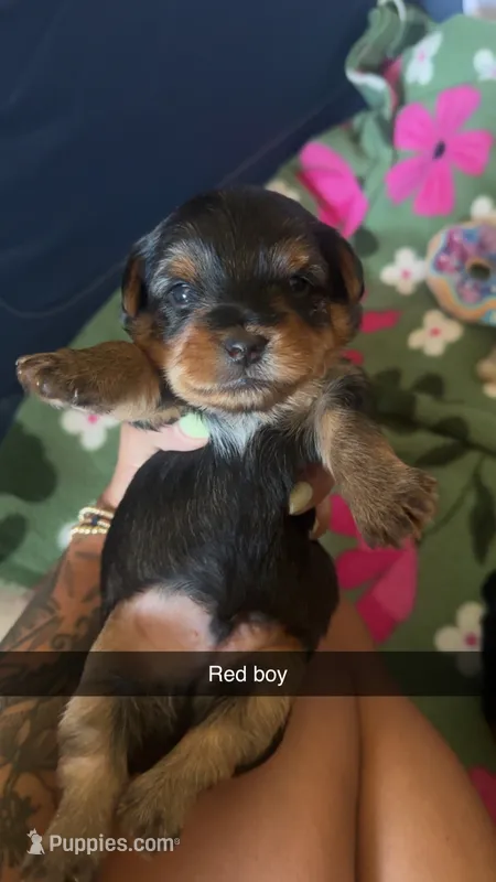 Red collar  – Yorkshire Terrier puppy for sale in Dunn, NC