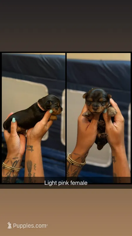 Light pink collar – Yorkshire Terrier puppy for sale in Dunn, NC