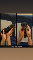 Light pink collar, a female Yorkshire Terrier for sale in Dunn, NC – 1 of 1