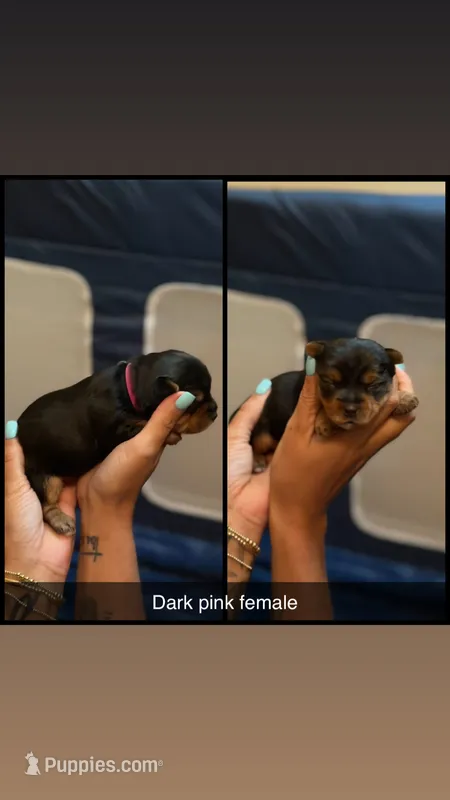 Dark pink collar  – Yorkshire Terrier puppy for sale in Dunn, NC