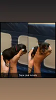 Dark pink collar , a female Yorkshire Terrier for sale in Dunn, NC – 1 of 1