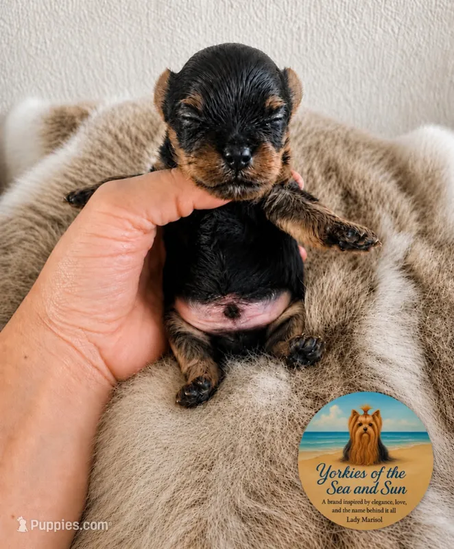 Gentle (Teacup)  – Yorkshire Terrier puppy for sale in Frisco, TX