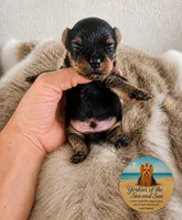 Gentle (Teacup) , a male Yorkshire Terrier for sale in Frisco, TX – 1 of 2