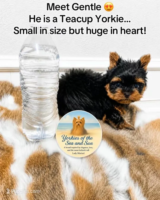 Gentle (Teacup Size) *video* – Yorkshire Terrier puppy for sale in Frisco, TX