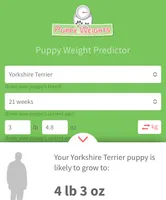 Boaz (Toy), a male Yorkshire Terrier for sale in Frisco, TX – 4 of 4