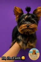 Faith (XS Micro) , a female Yorkshire Terrier for sale in Frisco, TX – 2 of 4