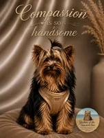 Compassion (Teacup) - PENDING DEPOSIT, a male Yorkshire Terrier for sale in Frisco, TX – 1 of 4