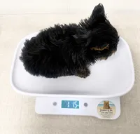 Gentle (Teacup Size) *video*, a male Yorkshire Terrier for sale in Frisco, TX – 2 of 4