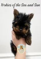 Gentle (Teacup Size) *video*, a male Yorkshire Terrier for sale in Frisco, TX – 1 of 1