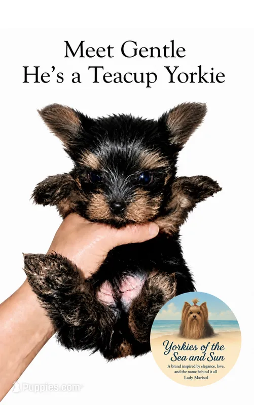 Gentle (Teacup Size) *video* – Yorkshire Terrier puppy for sale in Frisco, TX