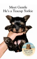 Gentle (Teacup Size) *video*, a male Yorkshire Terrier for sale in Frisco, TX – 1 of 4