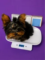 Faith (XS Micro) , a female Yorkshire Terrier for sale in Frisco, TX – 3 of 3