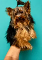Compassion (Teacup) , a male Yorkshire Terrier for sale in Frisco, TX – 1 of 3