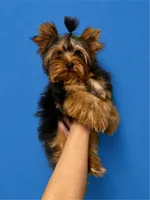 Boaz (Toy), a male Yorkshire Terrier for sale in Frisco, TX – 1 of 4