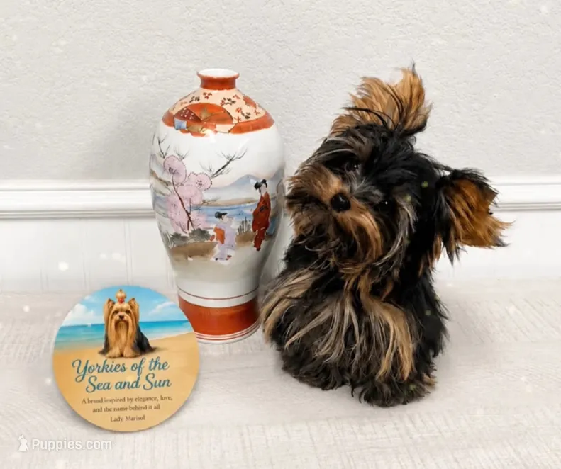 Faith (XS Micro 2.8 - 3lbs) – Yorkshire Terrier puppy for sale in Frisco, TX