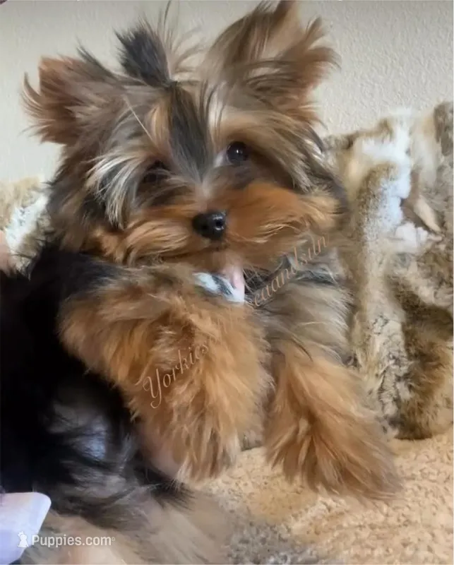 Compassion (Teacup) – Yorkshire Terrier puppy for sale in Frisco, TX